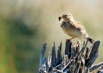 Eurasian skylark | Kairaka. Adult with insect in beak. Manawatu River estuary, December 1999. Image © Alex Scott by Alex Scott.