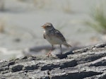 Eurasian skylark | Kairaka. Adult. Manawatu River estuary, December 2012. Image © Alan Tennyson by Alan Tennyson.