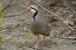 Chukor. Adult. California, December 2007. Image © Jim Denny by Jim Denny.