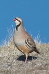 Chukor. Adult. Mt John, Tekapo, April 2021. Image © Rob Lynch by Rob Lynch.