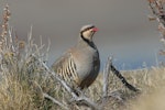 Chukor. Adult. Mt John, Tekapo, April 2021. Image © Rob Lynch by Rob Lynch.