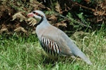 Chukor. Adult. Greenmeadows, Napier, August 1983. Image © Department of Conservation ( image ref: 10033309 ) by Hans Rook Department of Conservation.