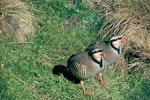 Chukor. Two adults. Image © Department of Conservation ( image ref: 10037566 ) by Murray Williams Department of Conservation.