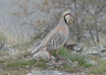 Chukor. Adult. Mt John, Lake Tekapo, October 2021. Image © Alan Tennyson by Alan Tennyson.