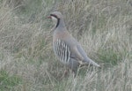 Chukor. Adult. Mt John, Lake Tekapo, October 2021. Image © Alan Tennyson by Alan Tennyson.