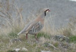 Chukor. Adult. Mt John, Lake Tekapo, October 2021. Image © Alan Tennyson by Alan Tennyson.