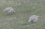 Chukor. Adults feeding. Mt John, Lake Tekapo, October 2021. Image © Alan Tennyson by Alan Tennyson.