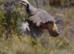 Chukor. Adult in flight. Mt John, Tekapo, January 2013. Image © Colin Miskelly by Colin Miskelly.