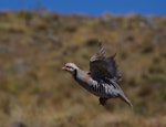 Chukor. Adult in flight. Mt John, Tekapo, January 2013. Image © Colin Miskelly by Colin Miskelly.