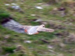 Chukor. Adult in flight. Mt John, Lake Tekapo, October 2021. Image © Alan Tennyson by Alan Tennyson.