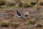 Chukor. Adult in flight. Mt John, Tekapo, January 2013. Image © Colin Miskelly by Colin Miskelly.