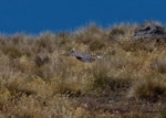 Chukor. Adult in flight. Mt John, Tekapo, January 2013. Image © Colin Miskelly by Colin Miskelly.