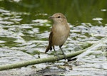 Australian reed warbler. Adult. near Adelaide, South Australia, December 2008. Image © Philip Griffin by Philip Griffin.