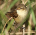 Australian reed warbler. Adult. Hasties Swamp, October 2013. Image © Imogen Warren by Imogen Warren.