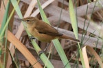 Australian reed warbler. Adult perched on reeds. Perth, April 2014. Image © Duncan Watson by Duncan Watson.