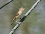 Australian reed warbler. Adult. Laratinga Wetlands, South Australia, February 2015. Image © John Fennell by John Fennell.