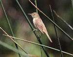 Australian reed warbler. Adult. Laratinga Wetlands, February 2015. Image © John Fennell by John Fennell.