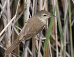 Australian reed warbler. Adult with prey. The Sanctuary, Tidbinbilla Nature Reserve, Australian Capital Territory, November 2016. Image © Glenn Pure 2016 birdlifephotography.org.au by Glenn Pure.