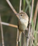 Australian reed warbler. Adult carrying prey. The Sanctuary, Tidbinbilla Nature Reserve, Australian Capital Territory, November 2016. Image © Glenn Pure 2016 birdlifephotography.org.au by Glenn Pure.