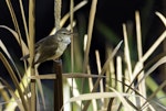 Australian reed warbler. Adult. Whites Rd Wetlands, South Australia, December 2013. Image © Craig Greer by Craig Greer.