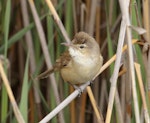 Australian reed warbler. Adult. The Sanctuary, Tidbinbilla Nature Reserve, Australian Capital Territory, November 2016. Image © Glenn Pure 2016 birdlifephotography.org.au by Glenn Pure.