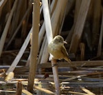 Australian reed warbler. Adult. Melbourne. Image © Sonja Ross by Sonja Ross.