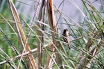 Australian reed warbler. First New Zealand record. St Anne's Lagoon, Cheviot, November 2004. Image © Nicholas Allen by Nicholas Allen.