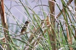 Australian reed warbler. First New Zealand record. St Anne's Lagoon, Cheviot, November 2004. Image © Nicholas Allen by Nicholas Allen.