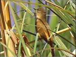 Australian reed warbler. Adult male singing (first New Zealand occurrence). St Anne's Lagoon, Cheviot, November 2004. Image © Alan Shaw by Alan Shaw.