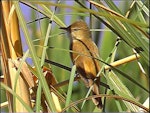 Australian reed warbler. Adult male (first New Zealand occurrence). St Anne's Lagoon, Cheviot, November 2004. Image © Alan Shaw by Alan Shaw.