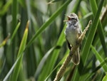 Australian reed warbler. Adult singing. Linear Park, St Peters, South Australia, January 2014. Image © Craig Greer by Craig Greer.