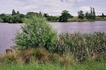 Australian reed warbler. Habitat used by first vagrant to New Zealand. St Anne's Lagoon, Cheviot, November 2004. Image © Nicholas Allen by Nicholas Allen.