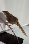 Chatham Island fernbird. Auckland Museum specimen. Mangere Island, Chatham Islands. Image © Alan Tennyson & the Auckland Museum by Alan Tennyson.