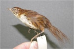 Chatham Island fernbird. Specimen in Canterbury Museum (AV2682). Chatham Islands (probably Mangere Island). Image © Colin Miskelly by Colin Miskelly.