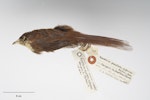 Chatham Island fernbird. Study skin. Specimen registration no. OR.016685; image no. MA_I264447. Mangere Island, Chatham Islands. Image © Te Papa.