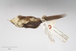 Chatham Island fernbird. Study skin. Specimen registration no. OR.016685; image no. MA_I264449. Mangere Island, Chatham Islands. Image © Te Papa.