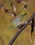 Silvereye | Tauhou. Adult. Red Tarn, Mt Cook National Park, March 2023. Image © Glenn Pure by Glenn Pure.