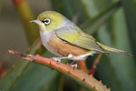 Silvereye | Tauhou. Adult. Tasman, October 2016. Image © Rob Lynch by Rob Lynch.