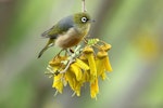 Silvereye | Tauhou. Adult. Tasman, September 2018. Image © Rob Lynch by Rob Lynch.