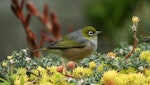 Silvereye | Tauhou. Adult. Wellington, July 2008. Image © Duncan Watson by Duncan Watson.