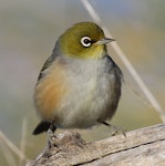 Silvereye | Tauhou. Adult. Wanganui, July 2010. Image © Ormond Torr by Ormond Torr.