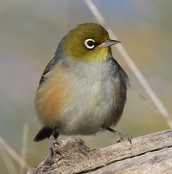 Silvereye | Tauhou. Adult. Wanganui, July 2010. Image © Ormond Torr by Ormond Torr.