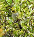 Silvereye | Tauhou. Adult. Pohara, Golden Bay, January 2017. Image © Ralf Wendt by Ralf Wendt.