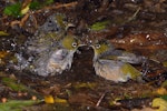 Silvereye | Tauhou. Three birds bathing. Wellington, December 2007. Image © Peter Reese by Peter Reese.