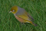 Silvereye | Tauhou. Bird feeding on ground showing back. Wairarapa, June 2010. Image © Peter Reese by Peter Reese.