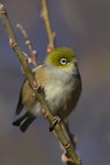 Silvereye | Tauhou. Adult. Southland, June 2012. Image © Glenda Rees by Glenda Rees.