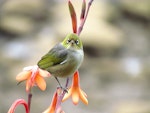 Silvereye | Tauhou. Front view of head of adult. Kerikeri, October 2012. Image © Thomas Musson by Thomas Musson.