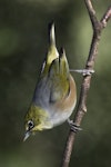 Silvereye | Tauhou. Adult. Sandringham, Auckland, August 2016. Image © Ron Enzler by Ron Enzler.