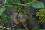 Silvereye | Tauhou. Pair mutual preening. Rangiora, September 2012. Image © Peter Reese by Peter Reese.