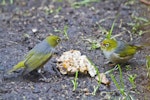 Silvereye | Tauhou. Bird at left using lowered wing position to communicate its dominance. Te Puke, July 2010. Image © Raewyn Adams by Raewyn Adams.